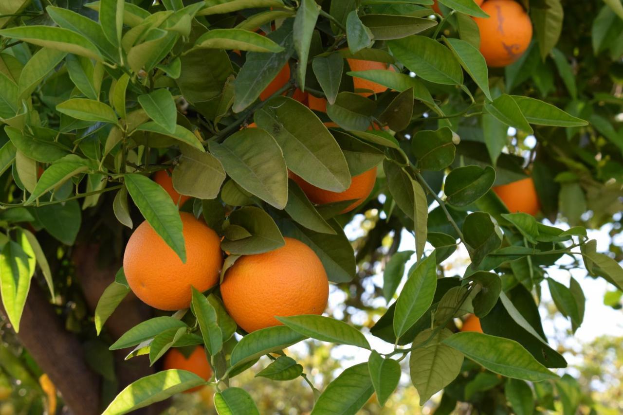 Alojamientos Villarias Archena 43 エクステリア 写真